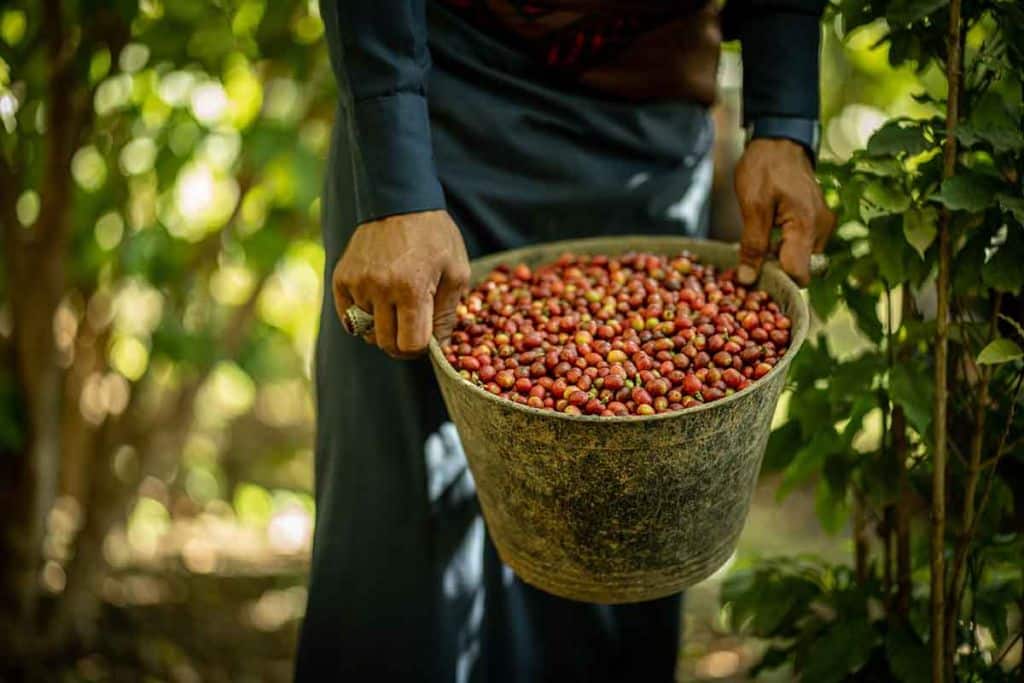 A coffee farmer holding a bucket full of freshly-harvested coffee cherries.