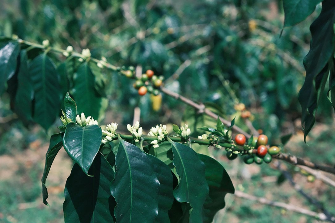 A branch of a flowering coffee tree with ripe cherries. From Project One Light