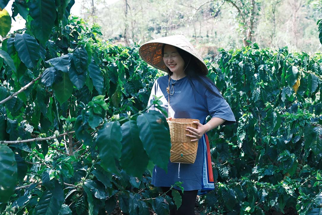 Olina Cai of Project One Light handpicking ripe coffee cherries and holding a woven basket.